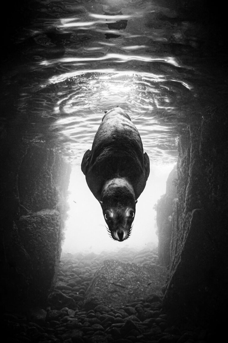 Henley Spiers seal swimming between walls