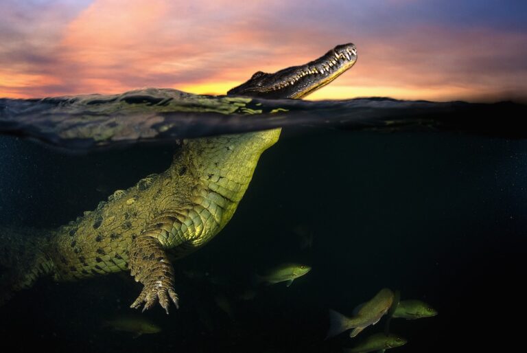 Crocodile split shot by Michael Aw