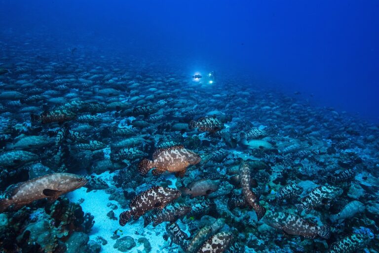 Groupers aggregation underwater by Michael Aw