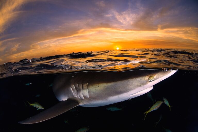 Shark below surface at sunset by Michael Aw