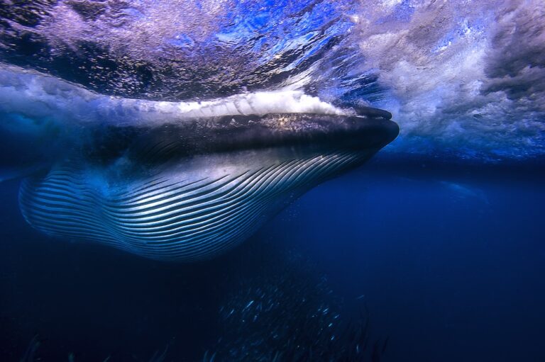 Whale swallowing fish by Michael Aw