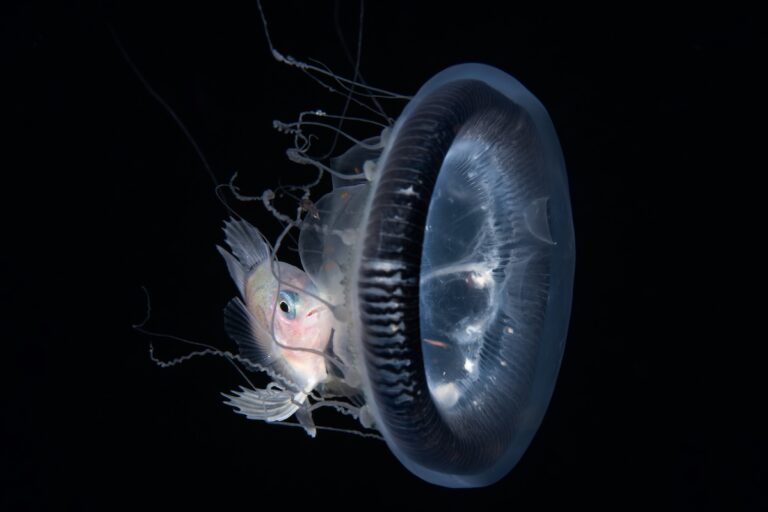 Mike Bartick Drift fish and Jelly