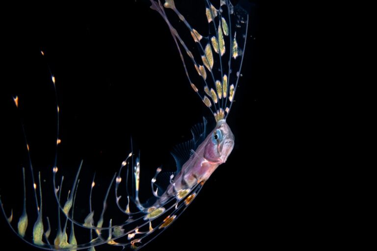 Mike Bartick Ribbonfish