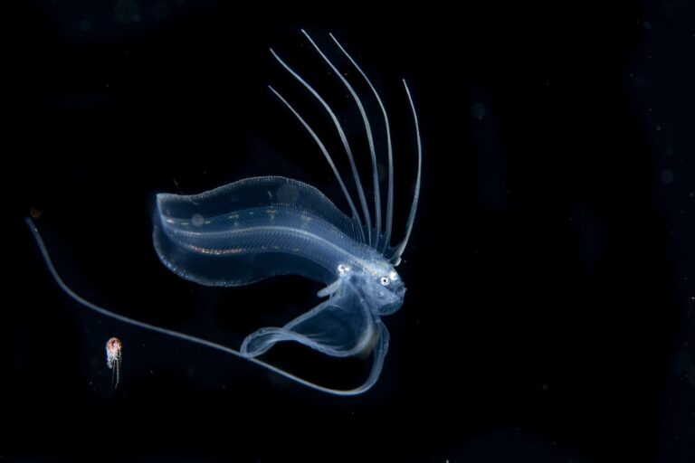 Mike Bartick Tonguefish-2