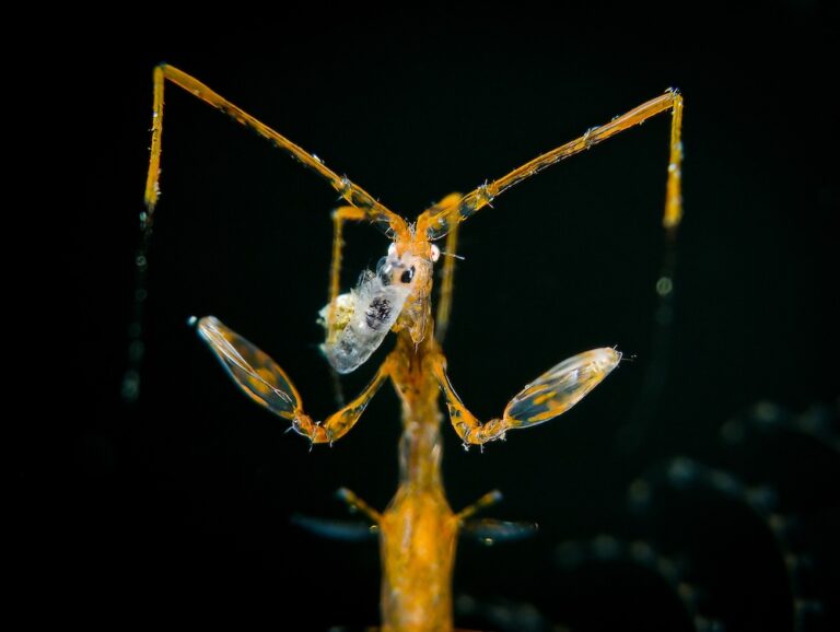 Skeleton shrimp - Ipah Uid Lynn