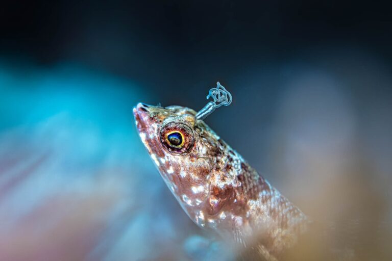 Weever fish - Ipah Uid Lynn