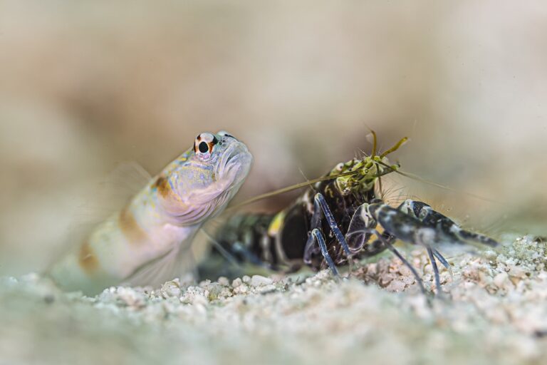 shrimp goby - Ipah Uid Lynn