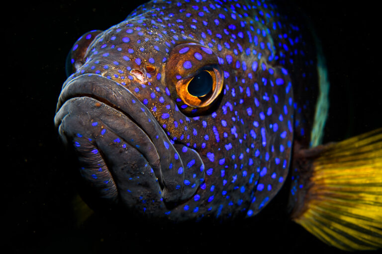 Eastern blue devil (paraplesiops bleekeri) Photographed in June in Bass Point, NSW, Australia.
Backscatter removed.
