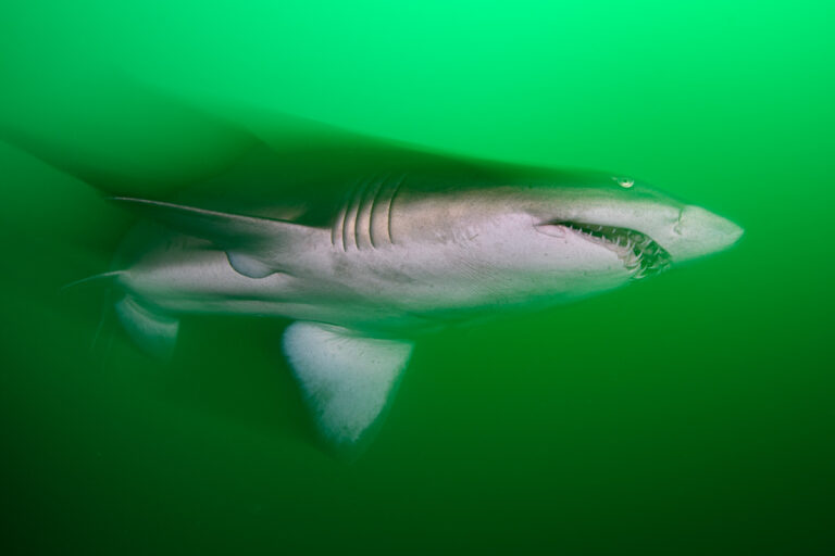sand tiger shark slow motion blur on green water background