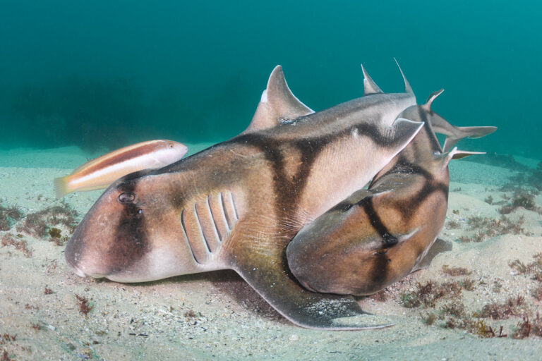 Two Port-Jackson sharks mating. The male (right) bites onto one of the female’s pectoral fin to hold her close, while it inserts its claspers (male genitals) for coitus.
These sharks were photographed in Cabbage Tree Bay (north Sydney, NSW, Australia) in August 2020.