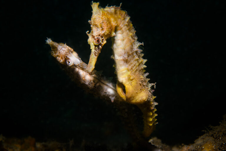 Endangered White's seahorses (hippocampus whitei), mating. The male (yellow) opens up its pouch to receive eggs from the female. Photographed in January in Chowder Bay, Sydney, NSW, Australia. 
Backscatter removed.
