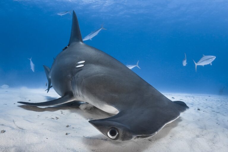 Great hammerhead swimming on sand by Greg Lecoeur