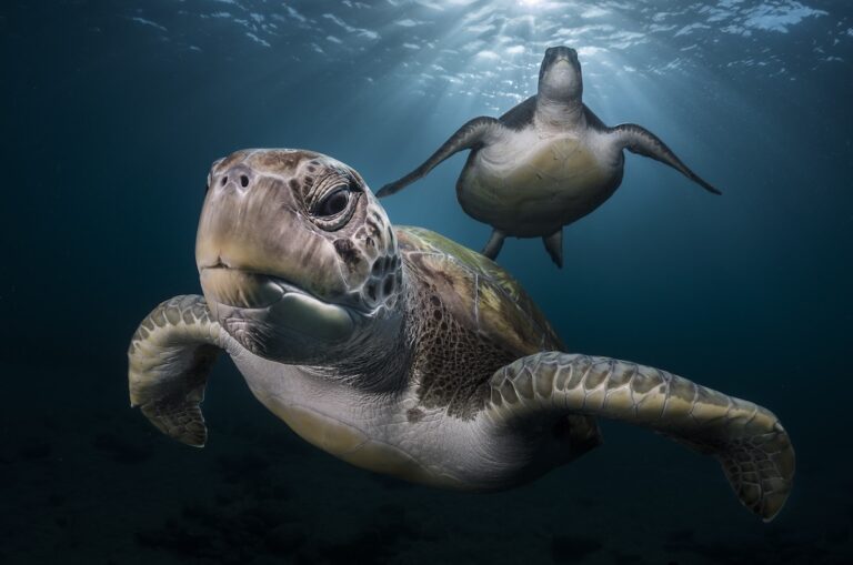 Green turtles underwater by Greg Lecoeur