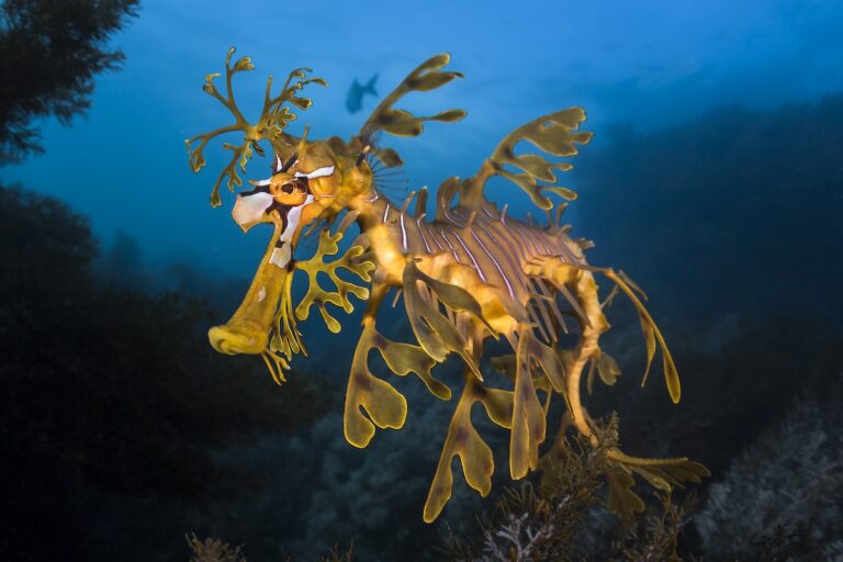 Leafy seadragon by greg lecoeur