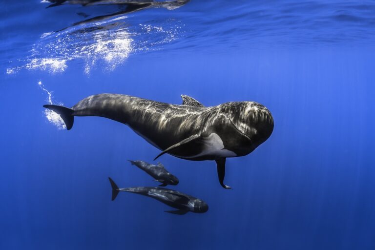 Pilot whales underwater by Greg Lecoeur