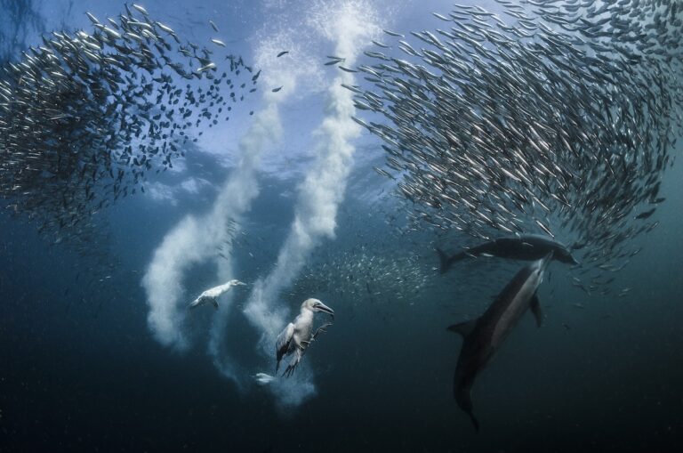 Sardine run gannets feeding photo by Greg Lecoeur National Geographic winner 2026