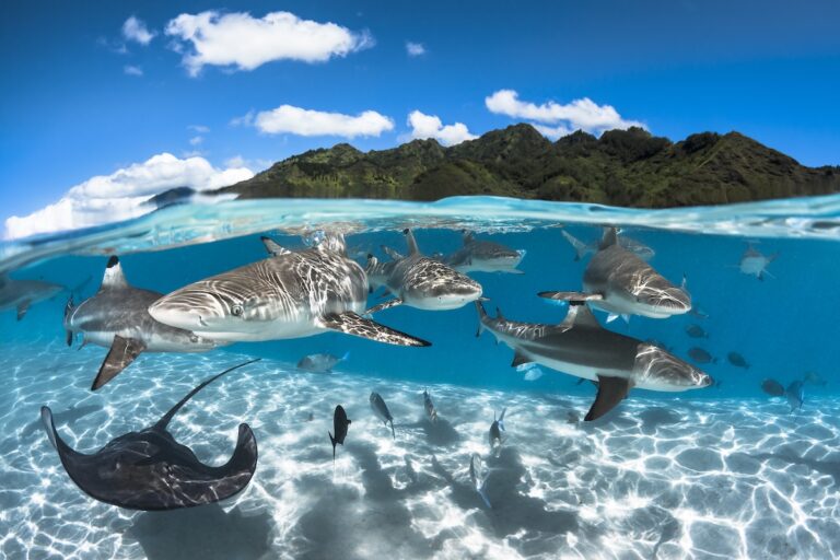 Sharks below surface in French polynesia by Greg Lecoeur