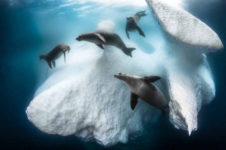 crab-eater seals around iceberg in antarctica by Greg Lecoeur UPY 2020 winner