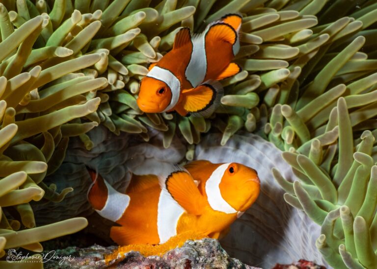 Anemone laying eggs SDONIGER