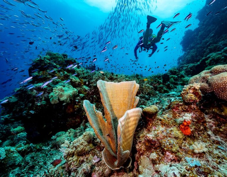 GBR Reef Rays - Julie Jones