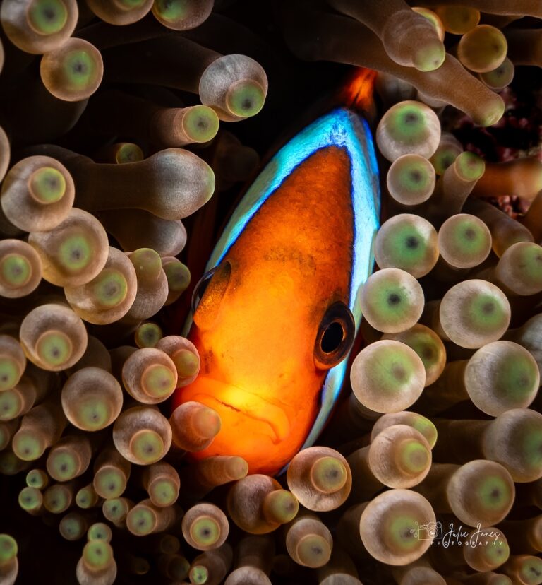 Googly Eyes GBR - Julie Jones
