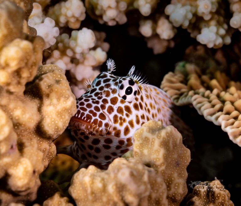 Leopard Blenny GBR - Julie Jones