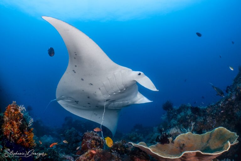 Manta Beauty SDONIGER
