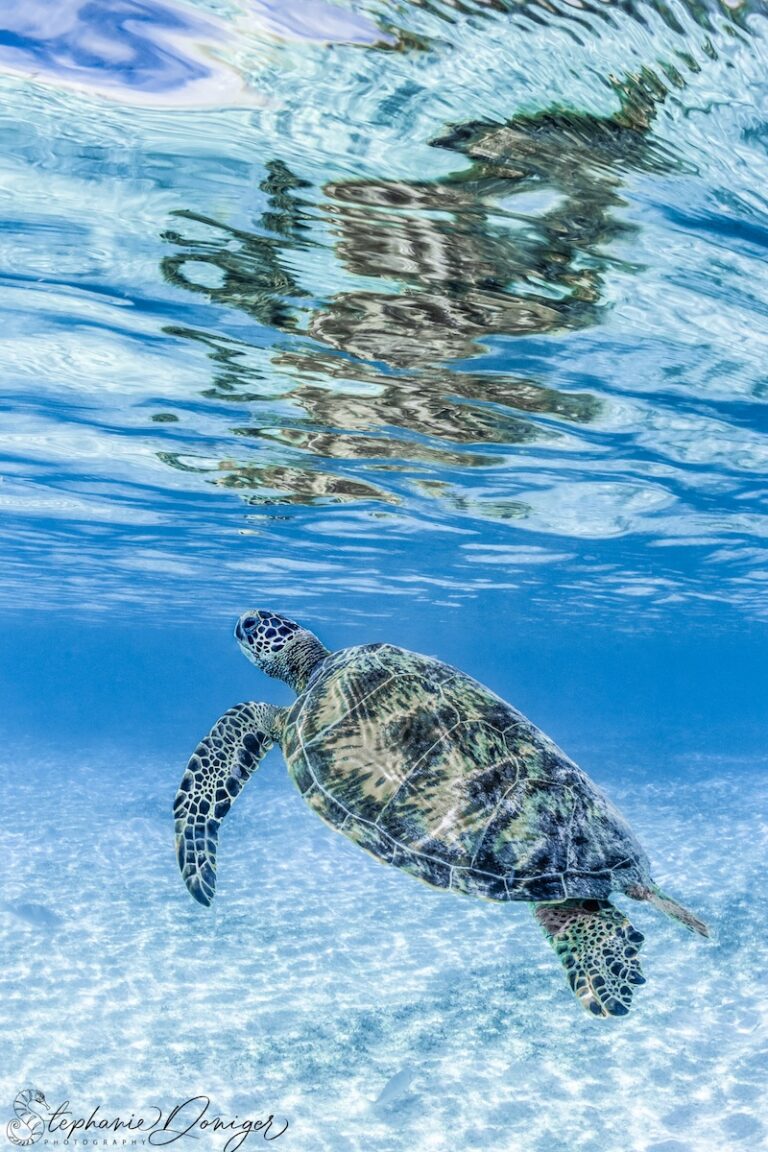 Turtle Reflection SDONIGER