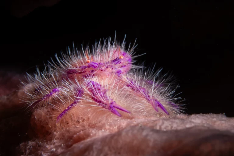 hairy-squat-lobster-underwater-dauin-philippines