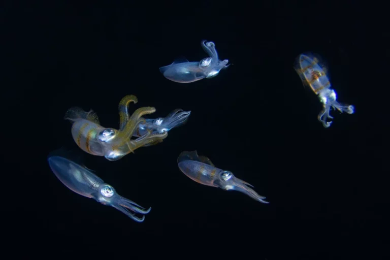 school-of-squid-night-dive-dauin-philippines