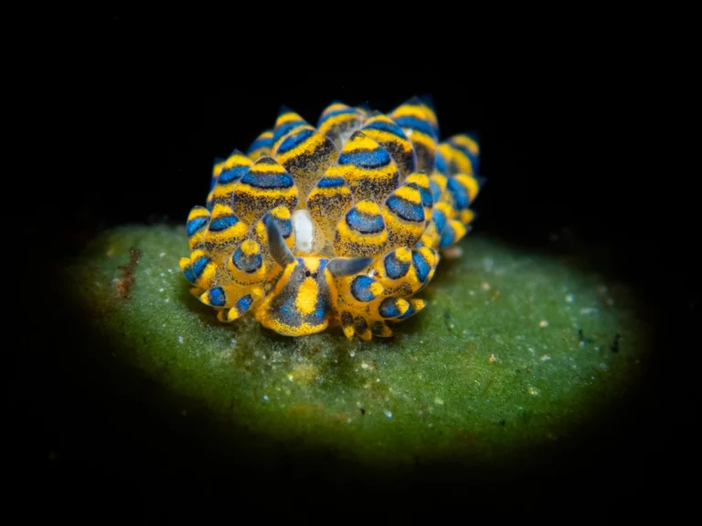 shawn-the-sheep-nudibranch-snoot-photography-dauin-philippines
