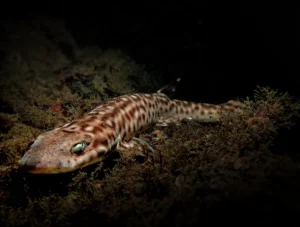 singapore-bamboo-shark-by-paula-suszko