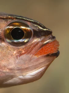 singapore-cardinalfish-by-paula-suszko