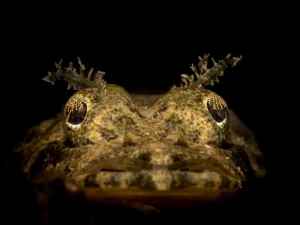 singapore-crocodile-flathead-by-ariane-hinkel