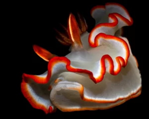 singapore-glossodoris-averni-nudibranch-by-ariane-hinkel