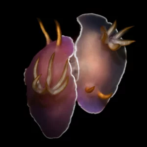 singapore-hypselodoris-nudibranch-by-ariane-hinkel