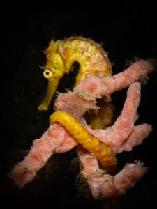 singapore-seahorse-by-paula-suszko