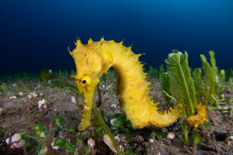 thorny-seahorse-green-algae-underwater-dauin-philippines