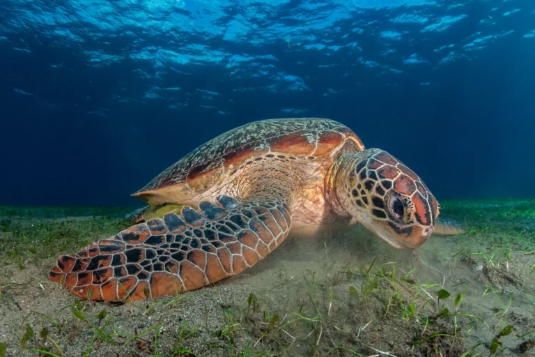 turtle-grazing-on-algae-underwater-dauin-philippines