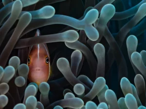 vanuatu-anemonefish