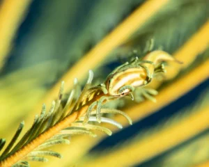 vanuatu-crinoid-crustacean