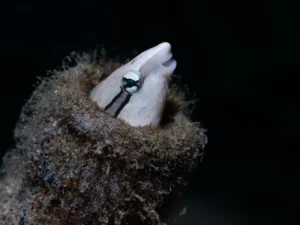 vanuatu-fish-on-coral