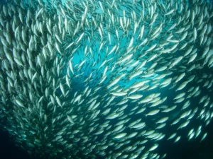 vanuatu-fish-school