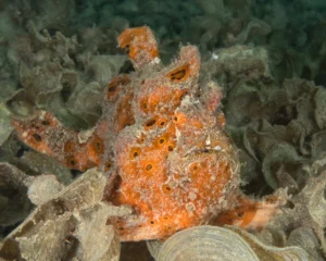 vanuatu-orange-frogfish