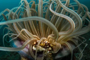 anemone-tentacles-close-up-james-emery