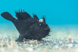 black-frogfish-on-sand-james-emery