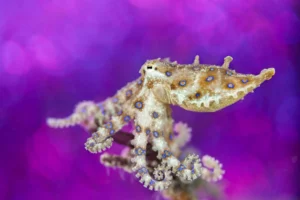 blue-ringed-octopus-purple-background-james-emery