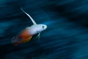 fish-blue-motion-blur-james-emery