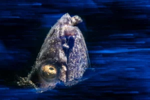 fish-portrait-blue-motion-blur-james-emery