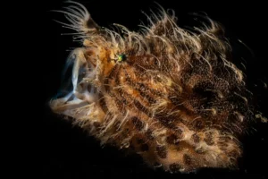 hairy-frogfish-black-background-james-emery